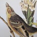 SALE SALE // Vintage Litho Print / READY TO FRAME OR COLLAGE / Shattuck's Bunting-male / J. J. Audubon Color Bird Print / plate 493 / A PRECISE REPLICA OF THE COMPLETE WORKS OF JOHN JAMES AUDUBON COMPRISING THE BIRDS OF AMERICA (1840-44)
