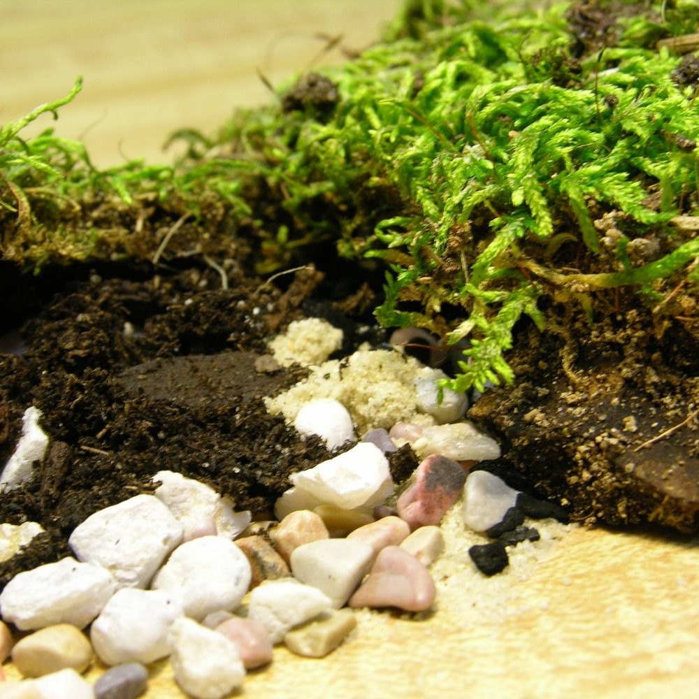 DIY Moss Terrarium Kit  Supplies Indoor Self Sustainable Garden Zen Size Medium