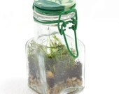 Moss Terrarium Glass Bail Jar Self Sustaining
