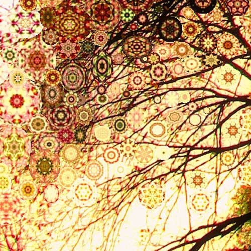 Morning Star Tree...16x20 gallery wrap canvas / fine art giclee print / nature photograph