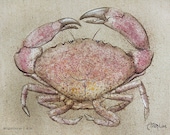 Stone Crab