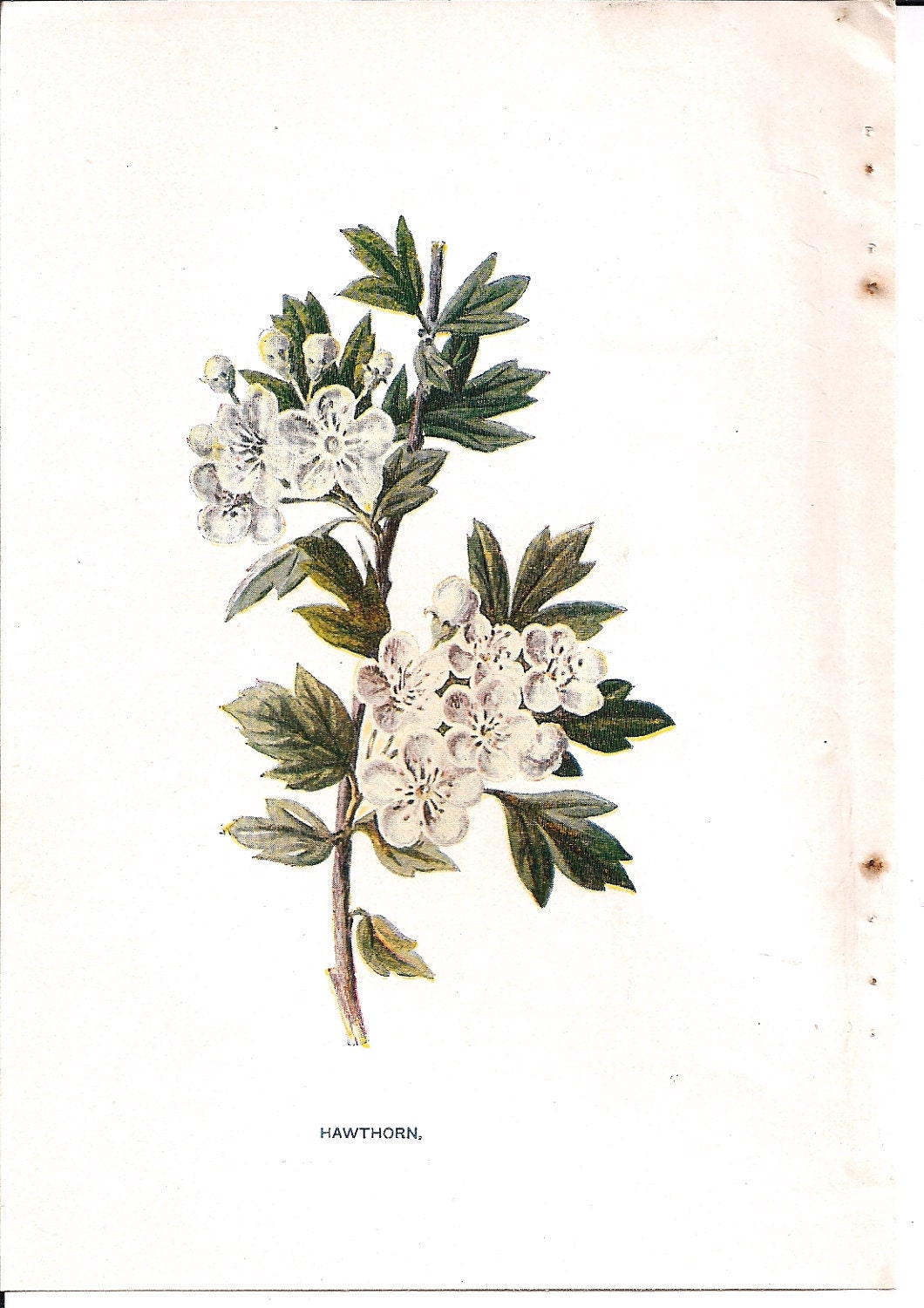 Antique English Botanical Print of White Hawthorne Blooms - MiltonsGrdnMenagerie