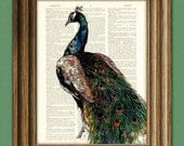 PEACOCK bird illustration beautifully upcycled dictionary page book art print 2 Buy 3 get 1 Free