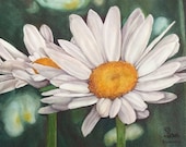 daisy art print, watercolor flowers, white daisies