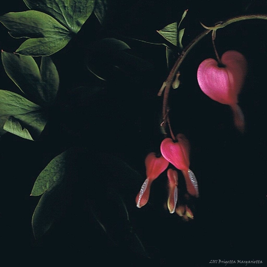 Botanical Bleeding Hearts 8 x 8 Pink Green Black White Scanography Visual Poetry Romance Love - brigettamargarietta