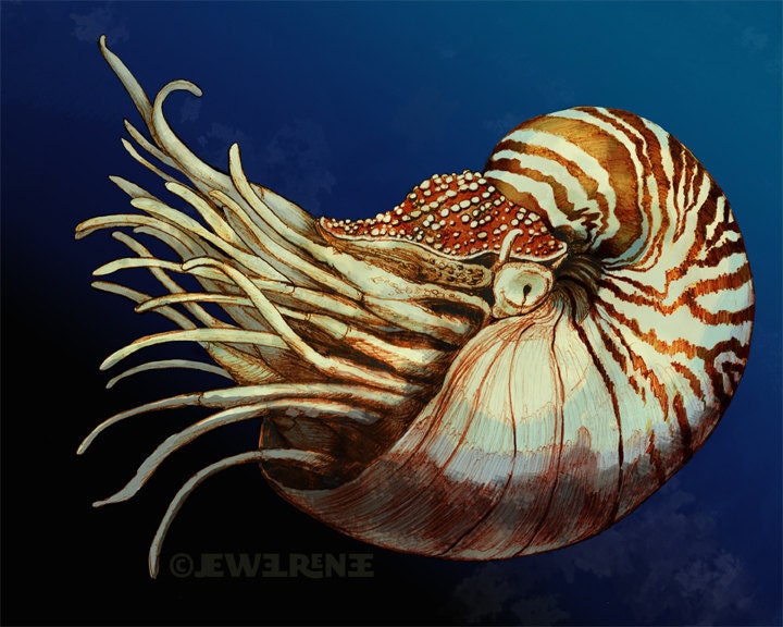 Nautilus Art 4x6 Print - Blue Brown Cream Aquatic Art - Watercolor Inspired