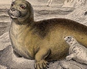 1833 seal original antique sealife print - great bearded seal