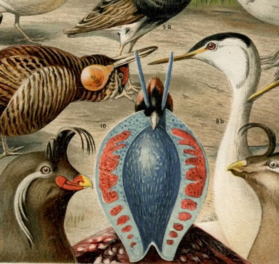 1894 ducks game birds antique print original color lithograph