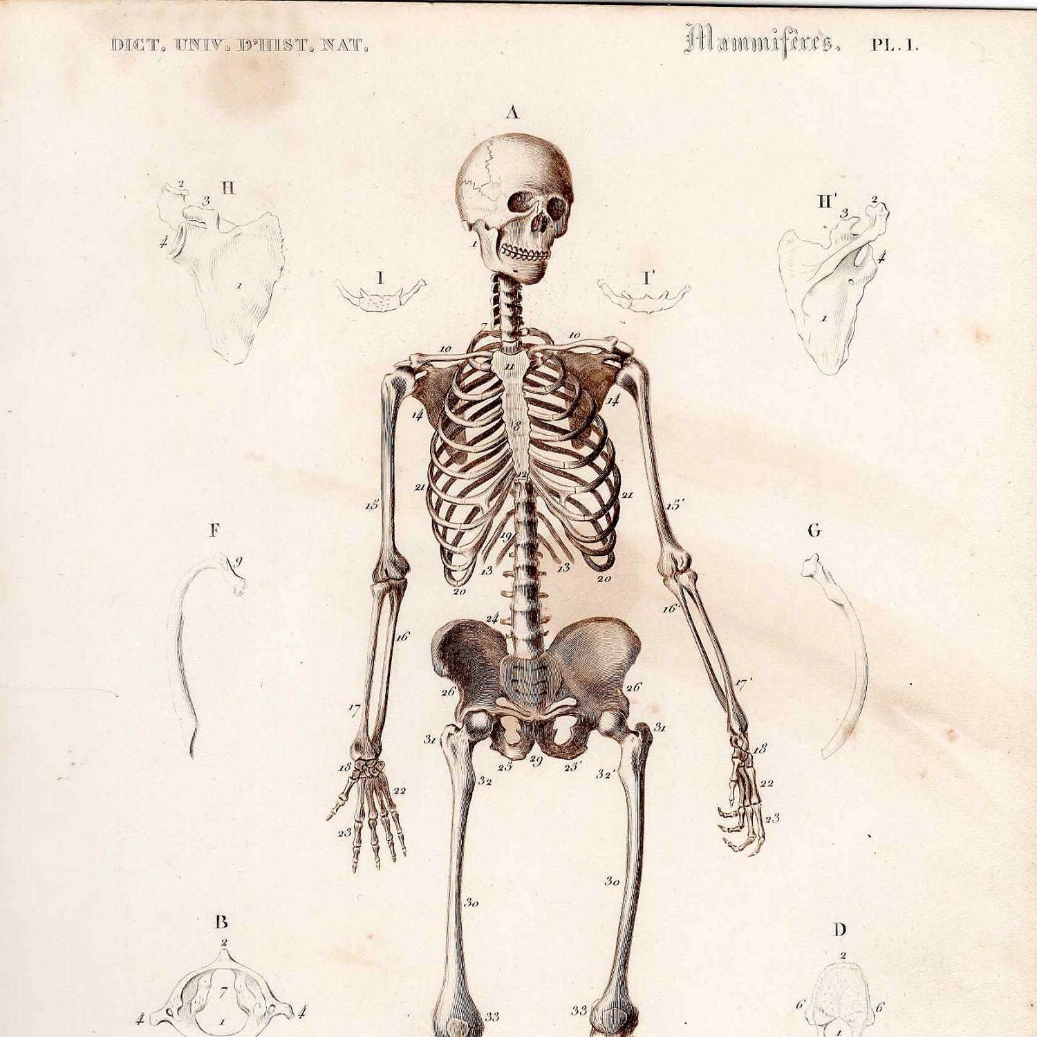 1849 human skeleton antique anatomy engraving print