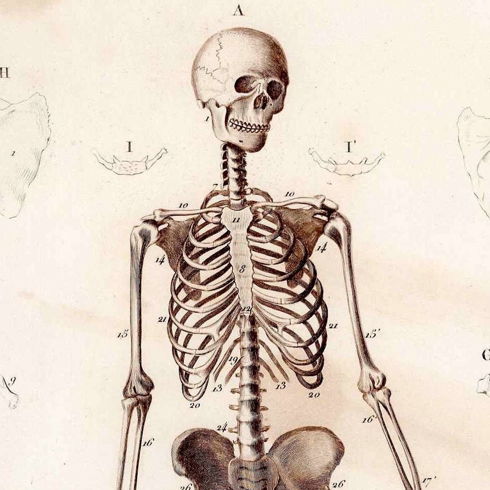 1849 human skeleton antique anatomy engraving print