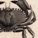 1812 sea life original antique engraving - black crawed crab