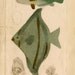 1837 fish original antique sea life ocean print