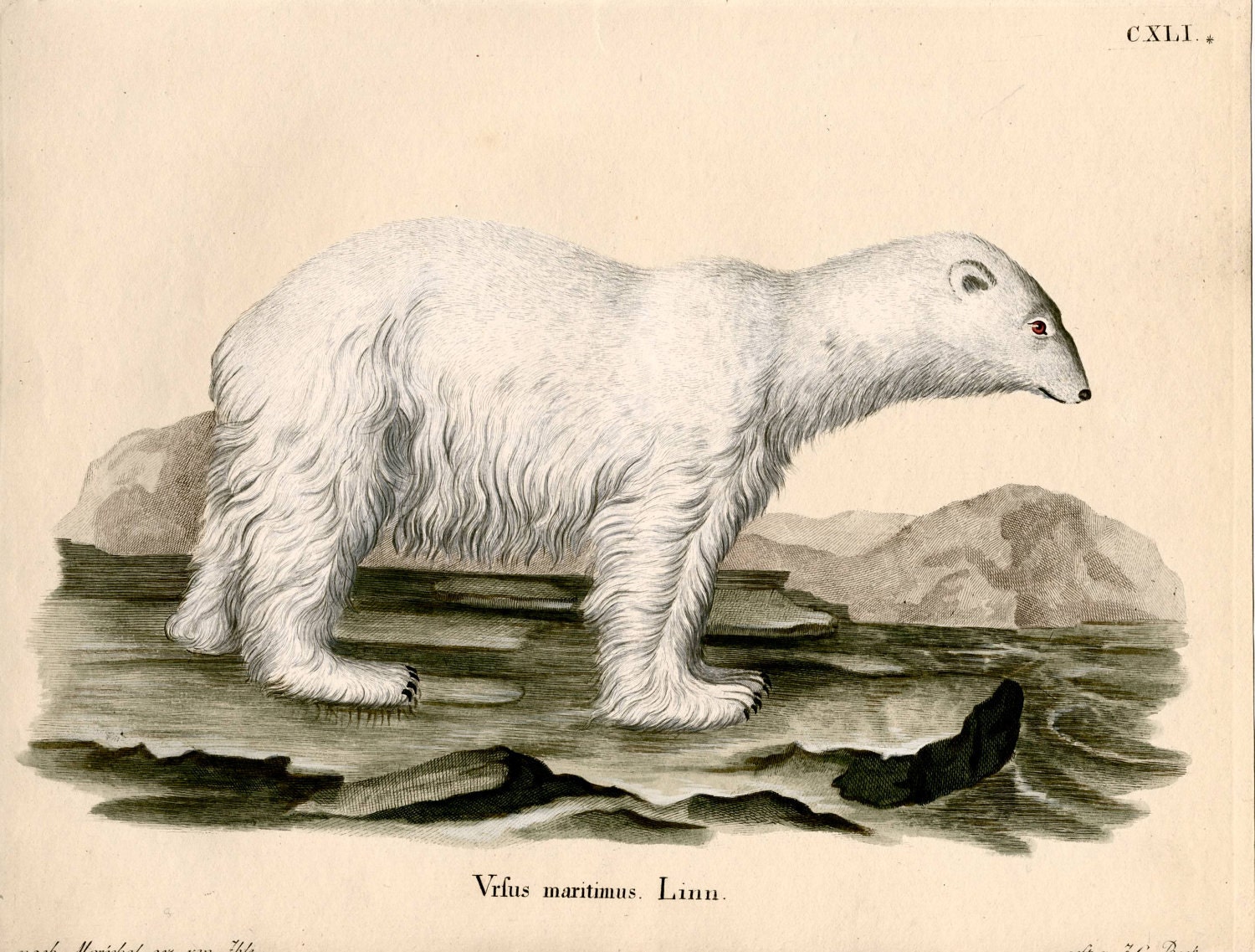 rare arctic animals