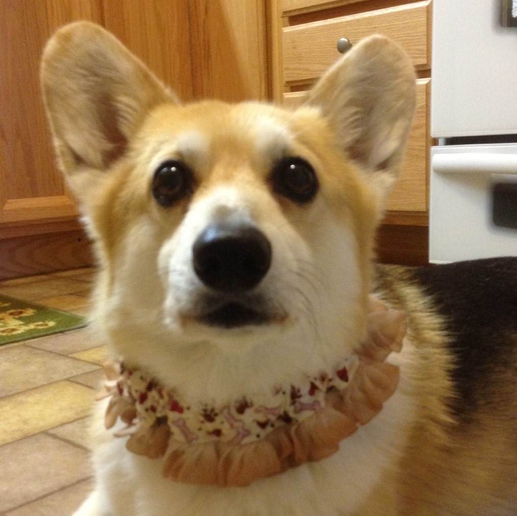 Paws & Hearts Dog Scrunchie Necklace with brown gradation organza ruffle - M