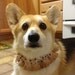 Paws & Hearts Dog Scrunchie Necklace with brown gradation organza ruffle - M