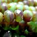 Monet Garden Picasso Faceted Roundel Czech Glass Beads, 6x8mm, 10 -- LAST ONES --
