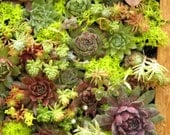Succulent Living Wall Box KIT  11" by 22"