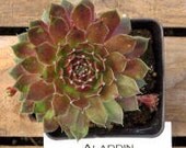 Aladdin Sempervivum Plant, Hens and Chicks, Extremely Cold Hardy Succulent