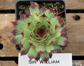 Sir William Sempervivum Plant, Indoor or outdoor Succulent Plant