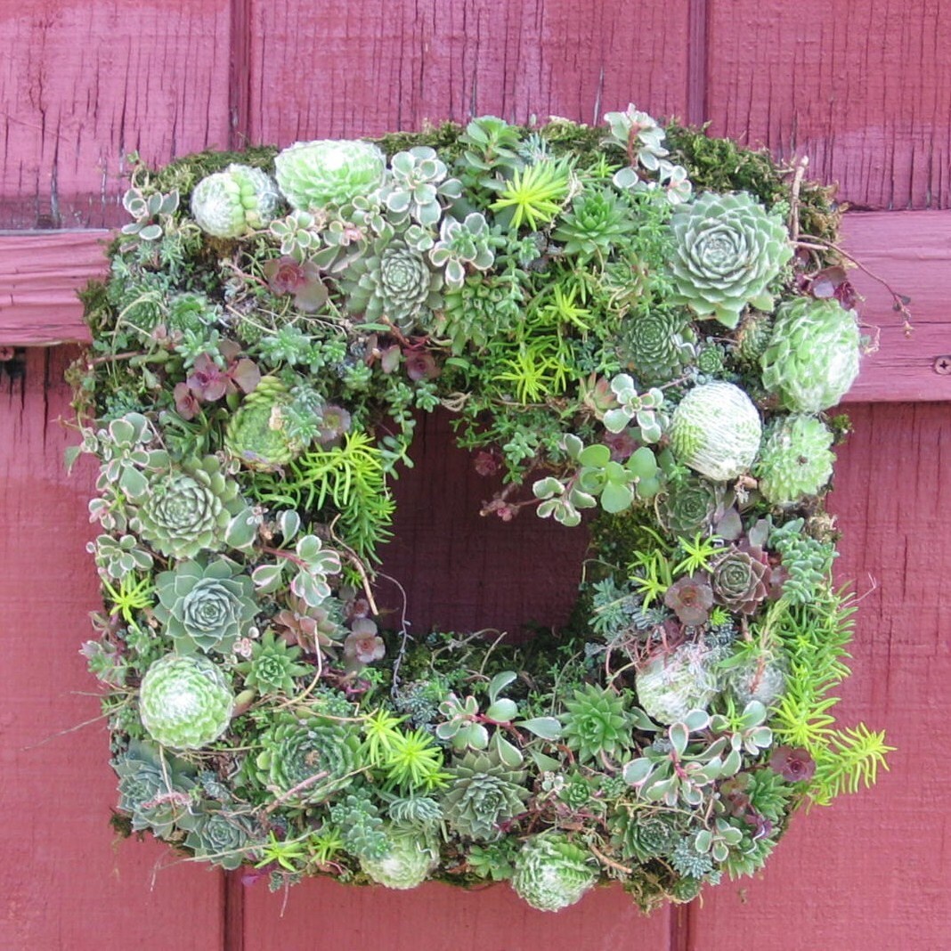 So Succulent Sensational Winter Hardy Square Wreath 12 inches
