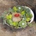 Sea Shell Garden Planter - Sweet Garden Gift ,  Easy to care for, perfect for desk.