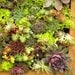 Vertical Mosaic Succulent Living Wall Box KIT 16 inch Square