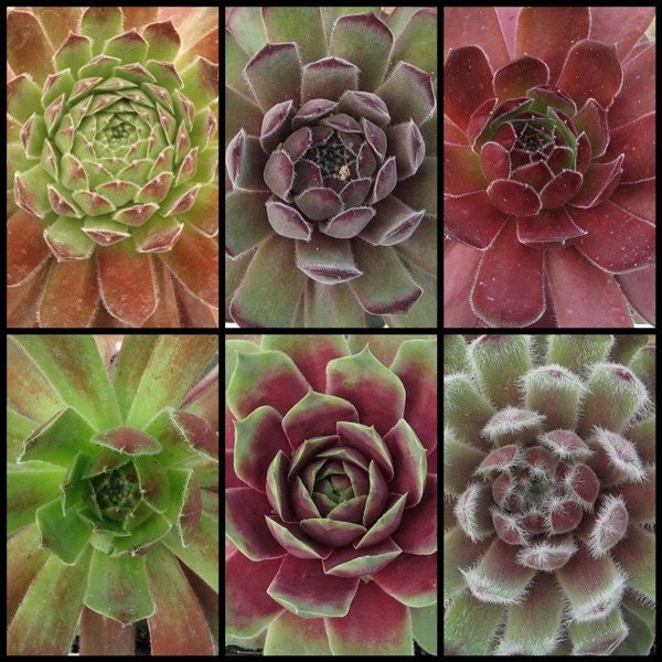 6 pack Gaggle of Hens and Chick Plants, Cold Hardy, Sempervivum