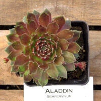 Aladdin Sempervivum Plant, Hens and Chicks, Extremely Cold Hardy Succulent