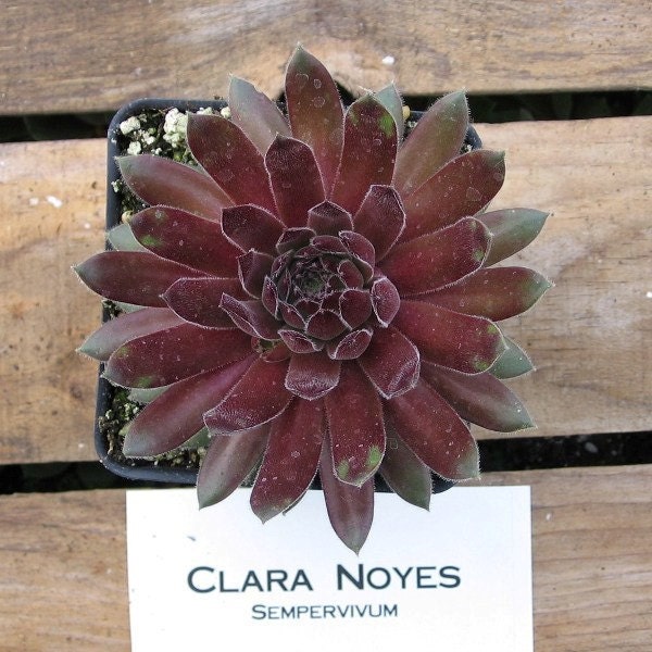 Clara Noyes Sempervivum Plant, Hens and Chicks, Extremely Cold Hardy Succulent