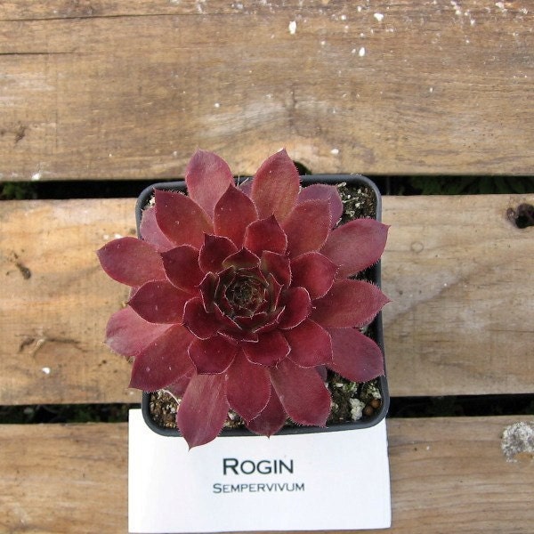 Rogin Sempervivum Plant, Indoor or outdoor Succulent Plant