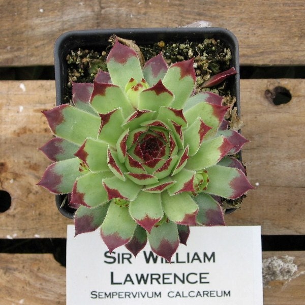 Sir William Sempervivum Plant, Indoor or outdoor Succulent Plant