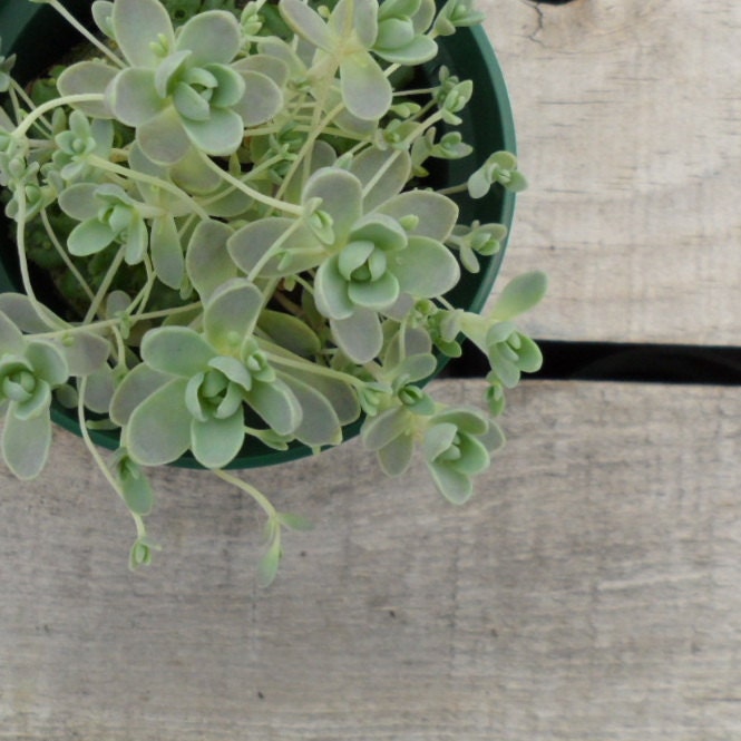 Chinese Dunce Caps Potted Plant, Orostachys iwarenge