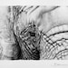 Topography - Elephant Pencil Drawing  Wildlife Animal Fine Art  Archival Cotton Print Signed by Artist