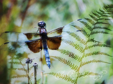 Winged Fern - Dragonfly Photograph - 6x8 Nature Print