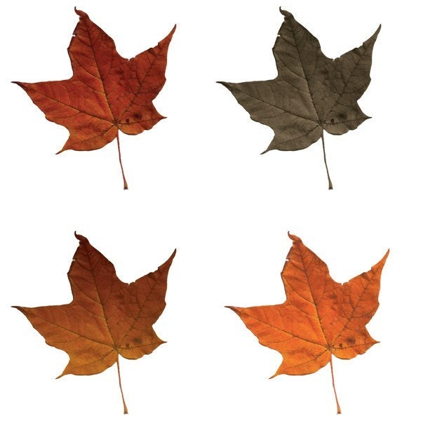clip art fall leaf border - photo #18