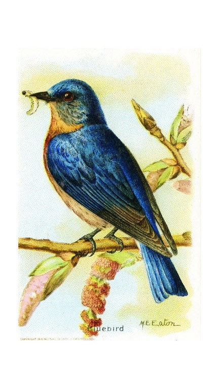Package of 12 Blank Note Cards,  Bluebird