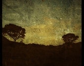 Fort Fisher Moon 8 in x 8 in Fine Art Photograph - Tree Photography