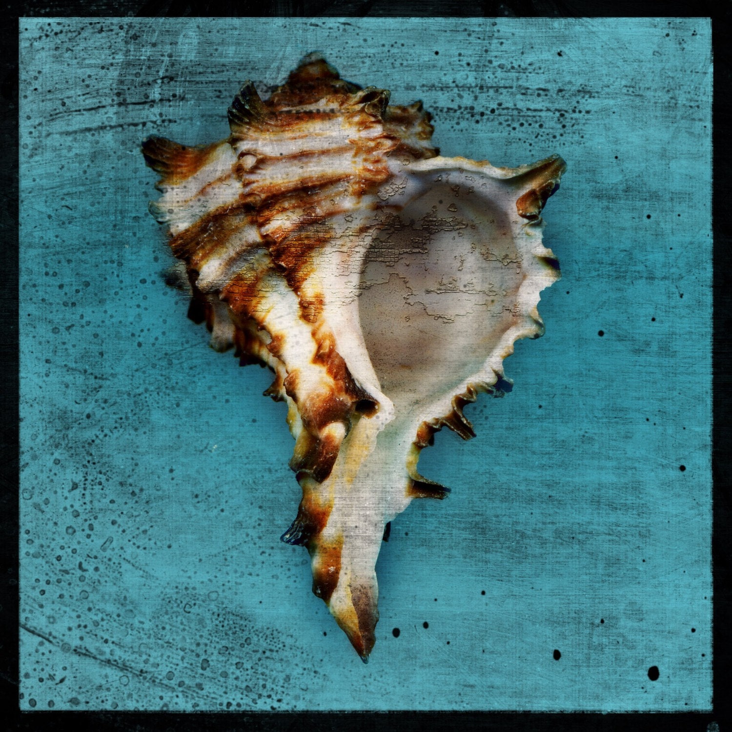 Horned Whelk No. 1 - 8 in x 8 in Fine Art Photograph - Nature Photography - Coastal Nursery - Seashells Home Decor - Beach Decor