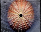 Sea Urchin No. 1 - 8 in x 8 in Fine Art Photograph - Nature Photography - Seashell Photography - Seashells Home Decor - Coastal Beach Decor