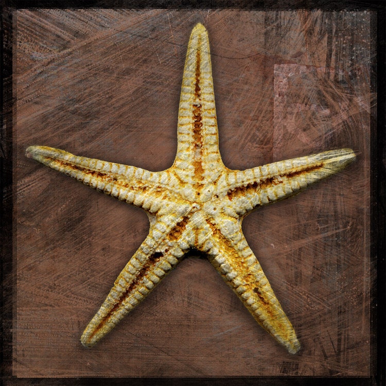 Starfish No. 2 - 8 in x 8 in Fine Art Photograph - Nature Photography - Seashell Photography - Seashells Home Decor - Coastal Beach Decor