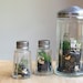 Three Terrariums in Vintage Containers, Pixie Homes