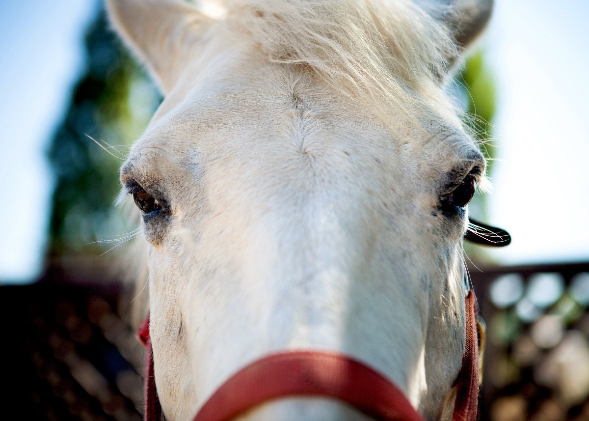 Horse Whispering in Napa - 5x7 photo print