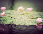 Waterlily Pond - 5x7 Fine Art Photo Print