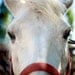 Horse Whispering in Napa - 5x7 photo print