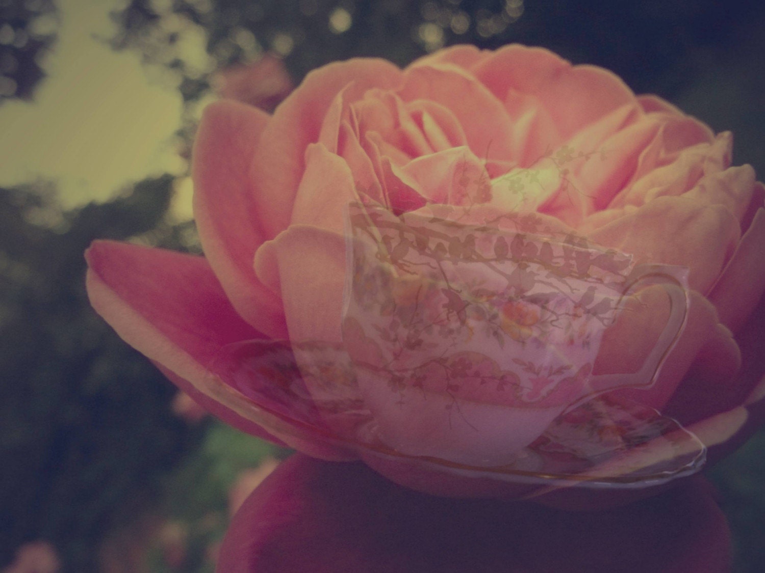 Vintage Rosa Bloom III - LIMITED EDITION ARCHIVAL FINE ART PRINT 15 x 12