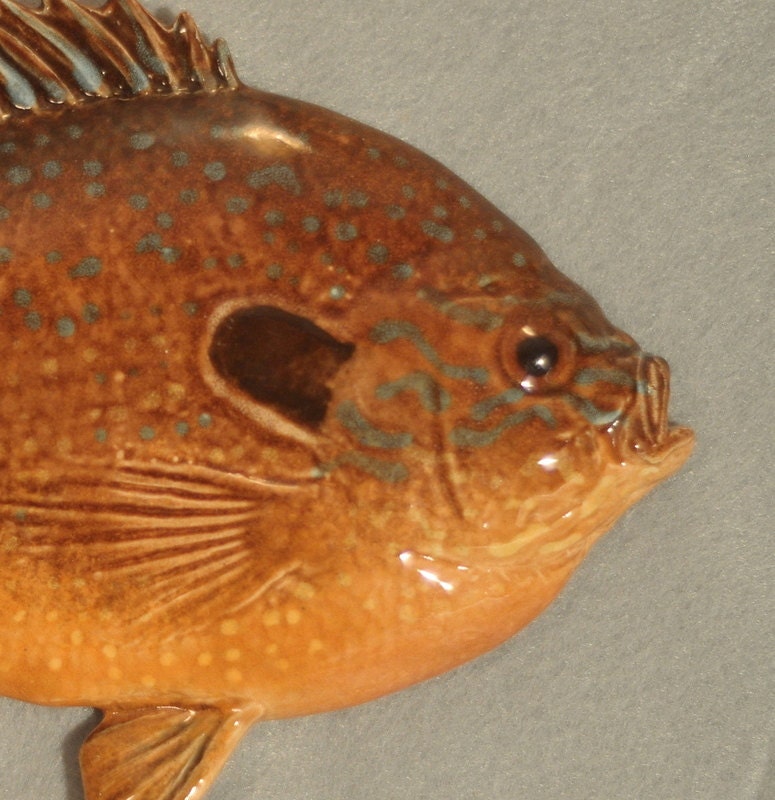 Longear Sunfish Dark Orange and Brown