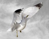 Climb, Animal Art Photography, Bird Photography Print, 6 x 6, Fine Art Photography