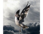 Icarus, Animal Photography, Nature Photography, Bird Art Photography, Heermann's Gull, 6 x 6