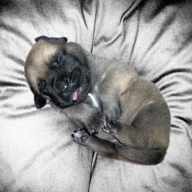 Animal Photography, Puppy Photography, The Nap, Mastiff Puppy Dog Animal Print, FIne Art Photography, 6 x 6