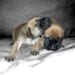 Dog Art, Animal Photography, Comfort, Mastiff Puppies Dog Print, Animal Art, Fine Art Photography, 6 x 6